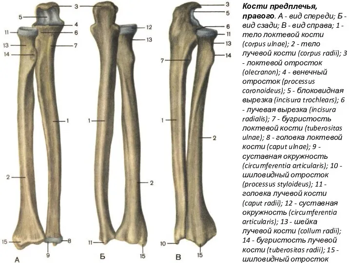 Кости предплечья, правого. А - вид спереди; Б - вид сзади; В