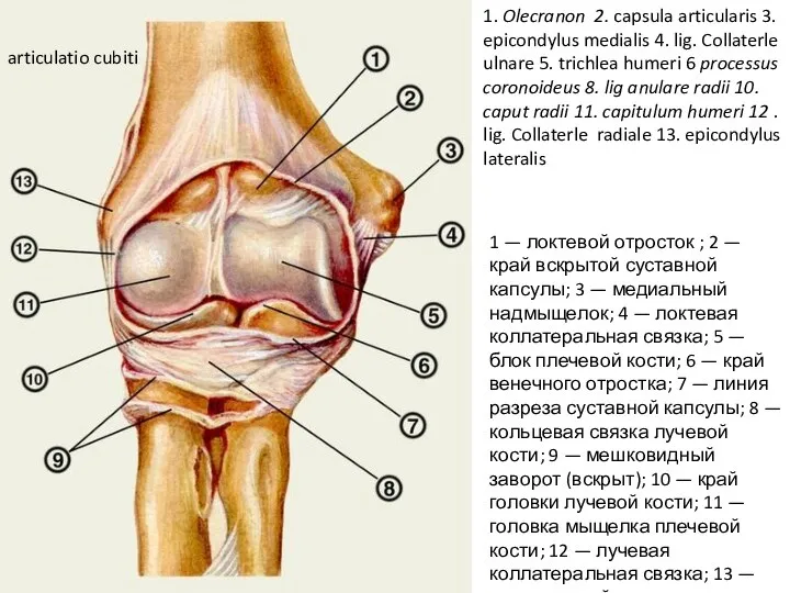 1 — локтевой отросток ; 2 — край вскрытой суставной капсулы; 3