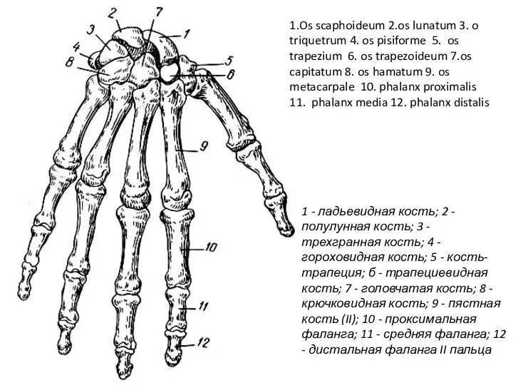 1 - ладьевидная кость; 2 - полулунная кость; 3 - трехгранная кость;