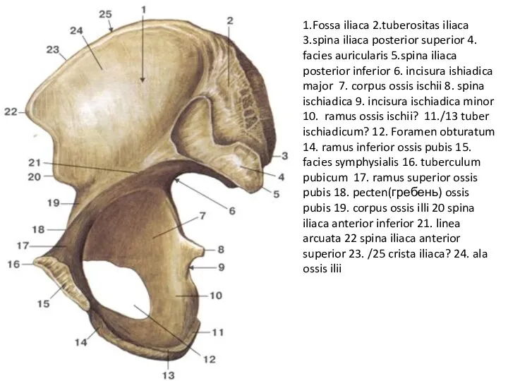 1.Fossa iliaca 2.tuberositas iliaca 3.spina iliaca posterior superior 4. facies auricularis 5.spina