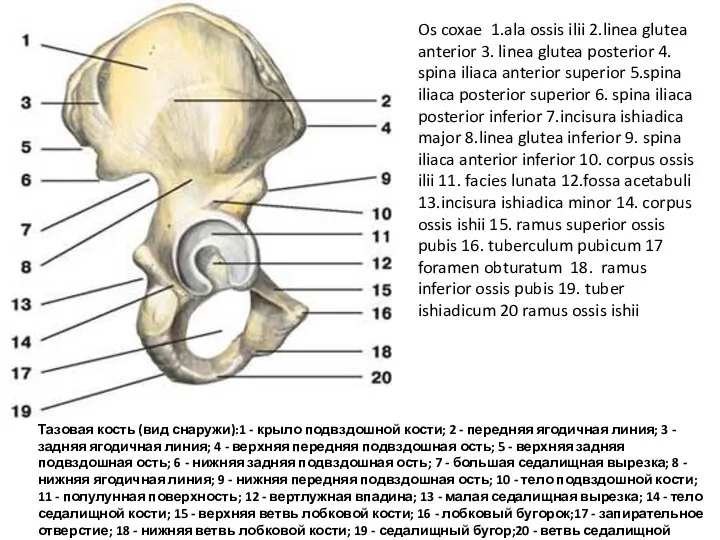 Os coxae 1.ala ossis ilii 2.linea glutea anterior 3. linea glutea posterior