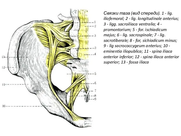 Связки таза (вид спереди). 1 - lig. iliofemoral; 2 - lig. longitudinale