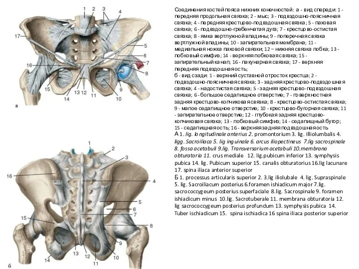 Соединения костей пояса нижних конечностей: а - вид спереди: 1 - передняя