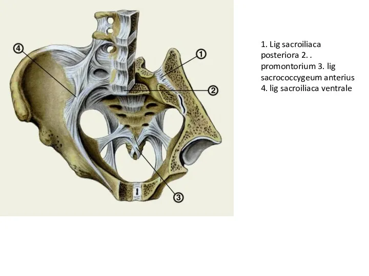 1. Lig sacroiliaca posteriora 2. . promontorium 3. lig sacrococcygeum anterius 4. lig sacroiliaca ventrale