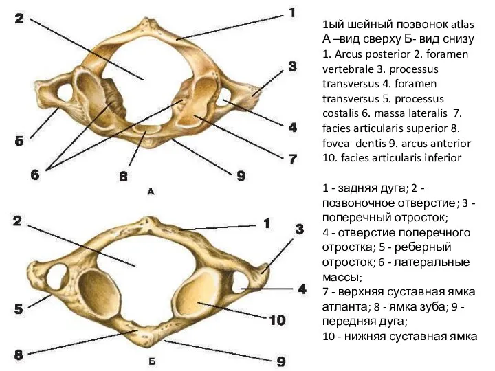 1ый шейный позвонок atlas А –вид сверху Б- вид снизу 1. Arcus