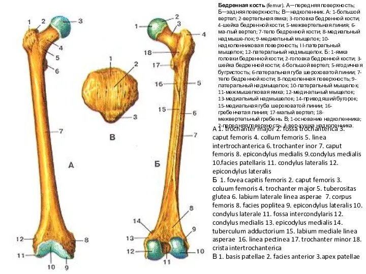 Бедренная кость (femur). А—передняя поверхность; Б—задняя поверхность; В—надколенник. А: 1-большой вертел; 2-вертельная