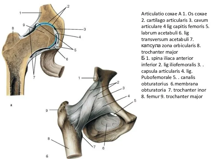 Articulatio coxae A 1. Os coxae 2. cartilago articularis 3. cavum articulare