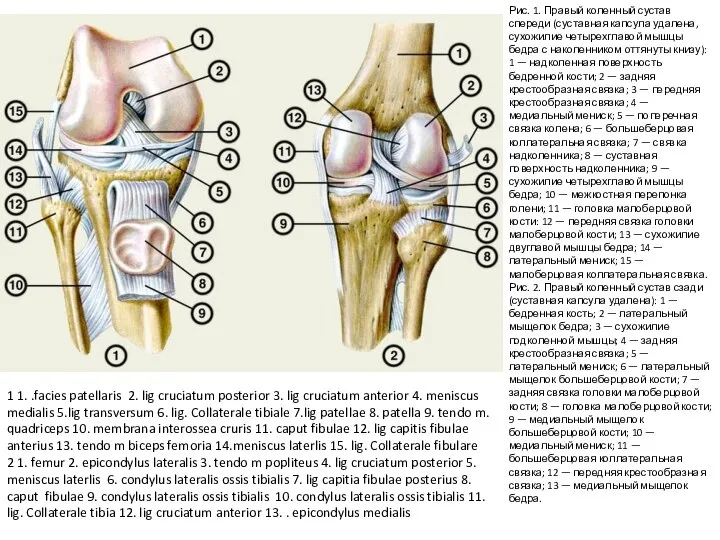 Рис. 1. Правый коленный сустав спереди (суставная капсула удалена, сухожилие четырехглавой мышцы