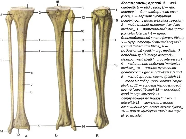 Кости голени, правой. А — вид спереди; Б — вид сзади; В