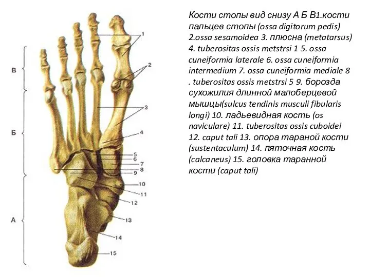 Кости стопы вид снизу А Б В1.кости пальцев стопы (ossa digitorum pedis)