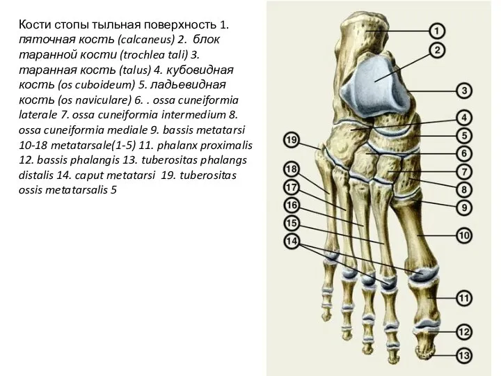 Кости стопы тыльная поверхность 1. пяточная кость (calcaneus) 2. блок таранной кости