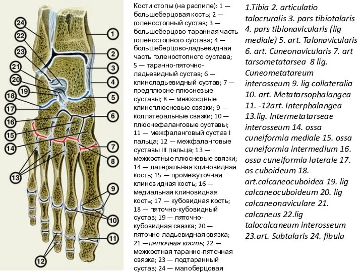 Кости стопы (на распиле): 1 — большеберцовая кость; 2 — голеностопный сустав;