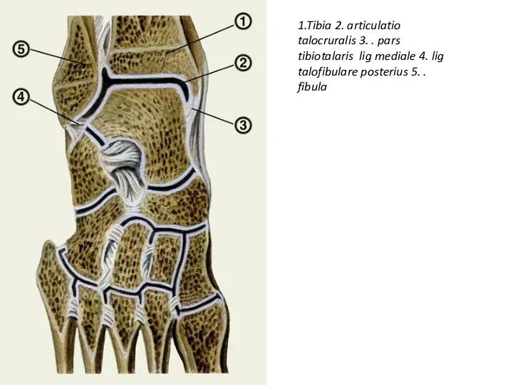 1.Tibia 2. articulatio talocruralis 3. . pars tibiotalaris lig mediale 4. lig