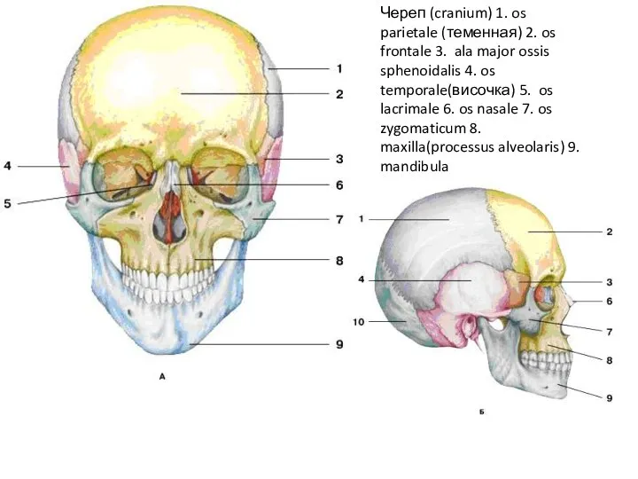 Череп (cranium) 1. os parietale (теменная) 2. os frontale 3. ala major