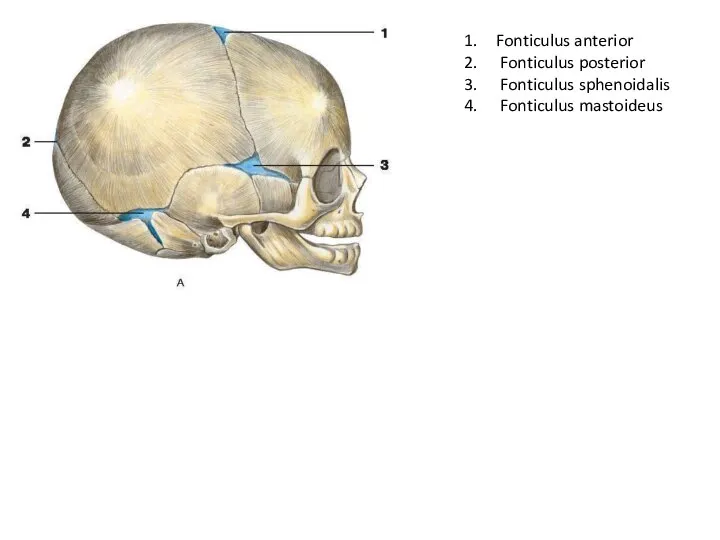 Fonticulus anterior Fonticulus posterior Fonticulus sphenoidalis Fonticulus mastoideus