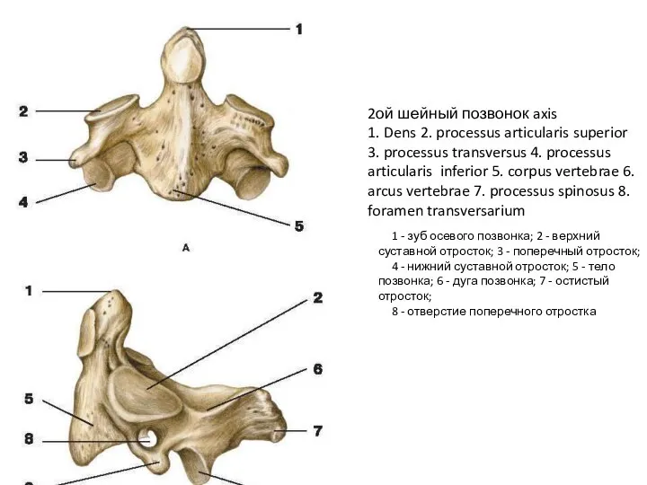 2ой шейный позвонок axis 1. Dens 2. processus articularis superior 3. processus