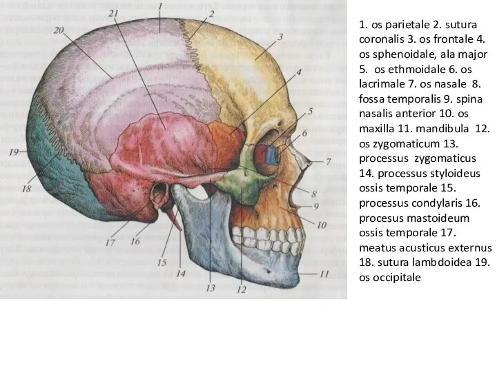 1. os parietale 2. sutura coronalis 3. os frontale 4. os sphenoidale,