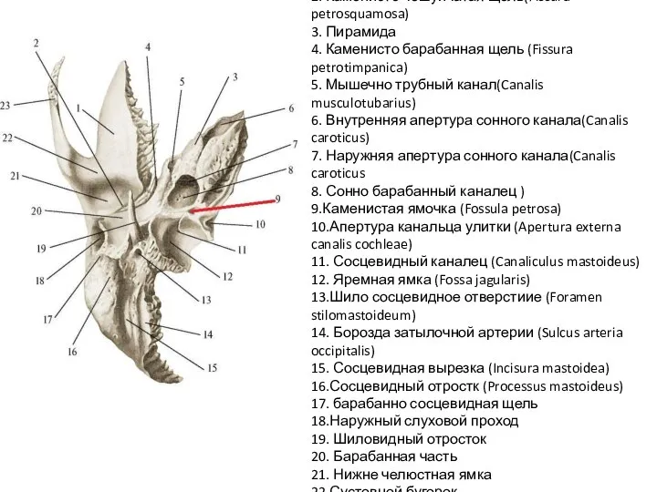 1.Чешуйчатая часть (pars squamosa) 2. Каменисто чешуйчатая щель(Fissura petrosquamosa) 3. Пирамида 4.