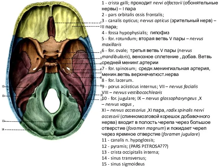 1 - crista galli; проходит nervi olfactorii (обонятельные нервы) – I пара