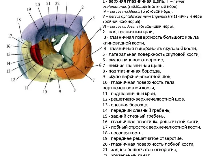 1 - верхняя глазничная щель, III – nervus oculomotorius (глазодвигательный нерв); IV