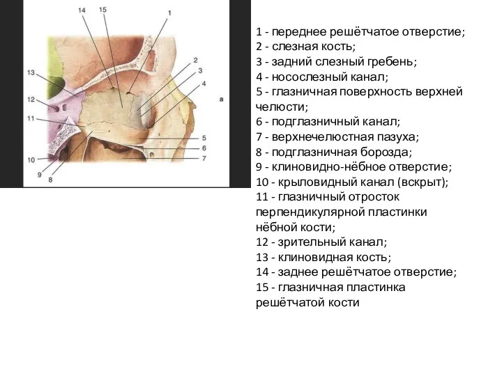 1 - переднее решётчатое отверстие; 2 - слезная кость; 3 - задний