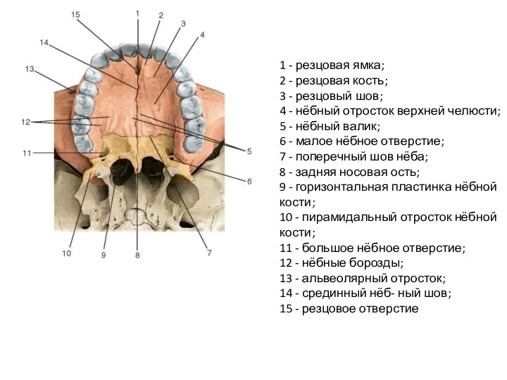 1 - резцовая ямка; 2 - резцовая кость; 3 - резцовый шов;