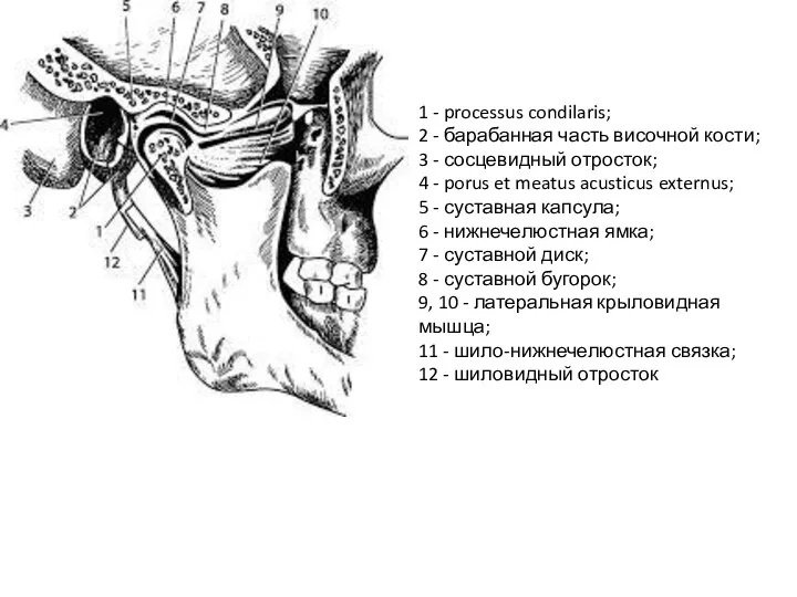 1 - processus condilaris; 2 - барабанная часть височной кости; 3 -