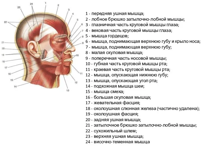 1 - передняя ушная мышца; 2 - лобное брюшко затылочно-лобной мышцы; 3