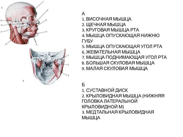 А 1. ВИСОЧНАЯ МЫШЦА 2. ЩЕЧНАЯ МЫШЦА 3. КРУГОВАЯ МЫШЦА РТА 4.