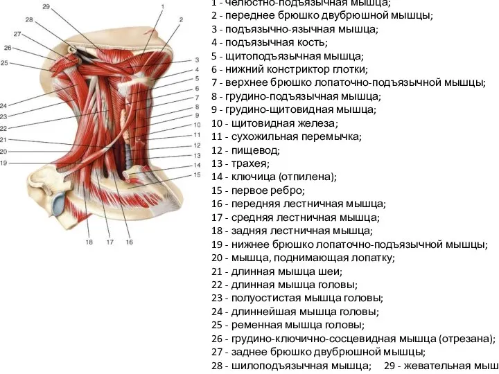 1 - челюстно-подъязычная мышца; 2 - переднее брюшко двубрюшной мышцы; 3 -