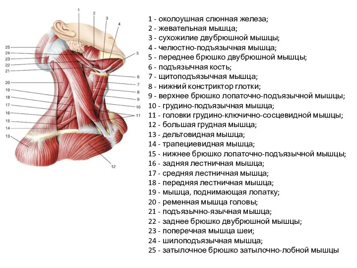 1 - околоушная слюнная железа; 2 - жевательная мышца; 3 - сухожилие