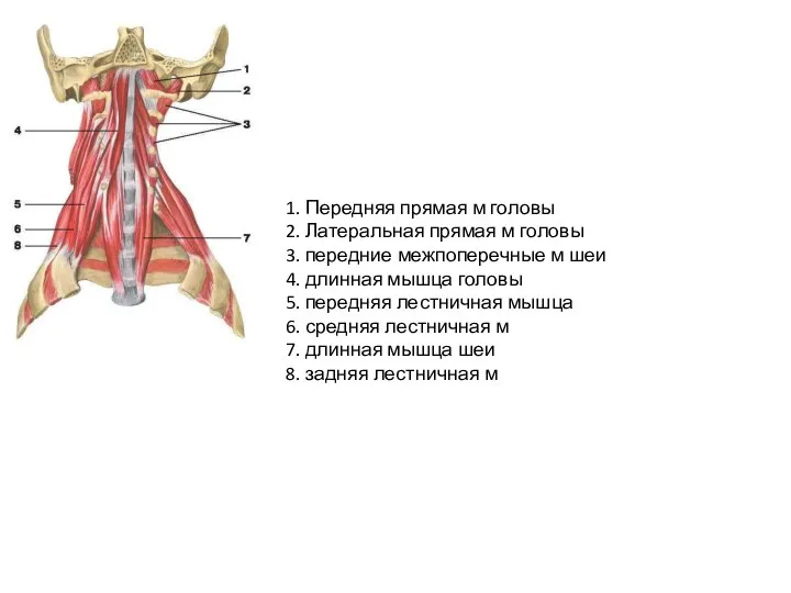 1. Передняя прямая м головы 2. Латеральная прямая м головы 3. передние