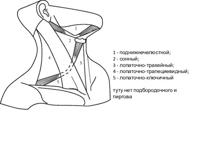 1 - поднижнечелюстной; 2 - сонный; 3 - лопаточно-трахейный; 4 - лопаточно-трапециевидный;