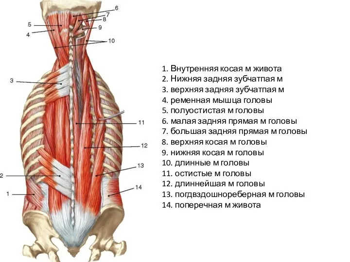 1. Внутренняя косая м живота 2. Нижняя задняя зубчатпая м 3. верхняя