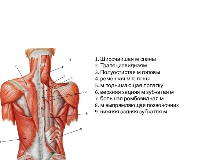 1. Широчайшая м спины 2. Трапециевиднаям 3. Полуостистая м головы 4. ременная