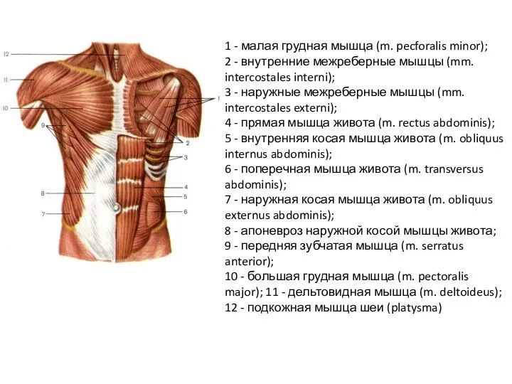 1 - малая грудная мышца (m. pecforalis minor); 2 - внутренние межреберные