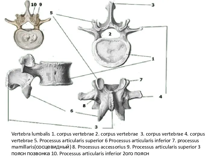 Vertebra lumbalis 1. corpus vertebrae 2. corpus vertebrae 3. corpus vertebrae 4.