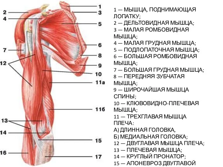 1 — МЫШЦА, ПОДНИМАЮЩАЯ ЛОПАТКУ; 2 — ДЕЛЬТОВИДНАЯ МЫШЦА; 3 — МАЛАЯ