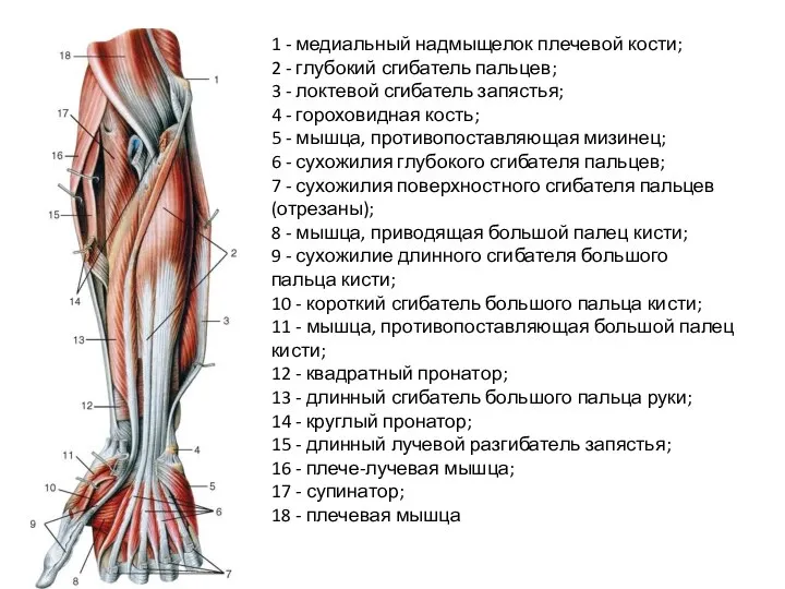 1 - медиальный надмыщелок плечевой кости; 2 - глубокий сгибатель пальцев; 3