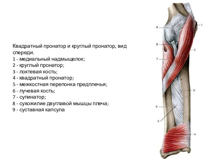 Квадратный пронатор и круглый пронатор, вид спереди. 1 - медиальный надмыщелок; 2