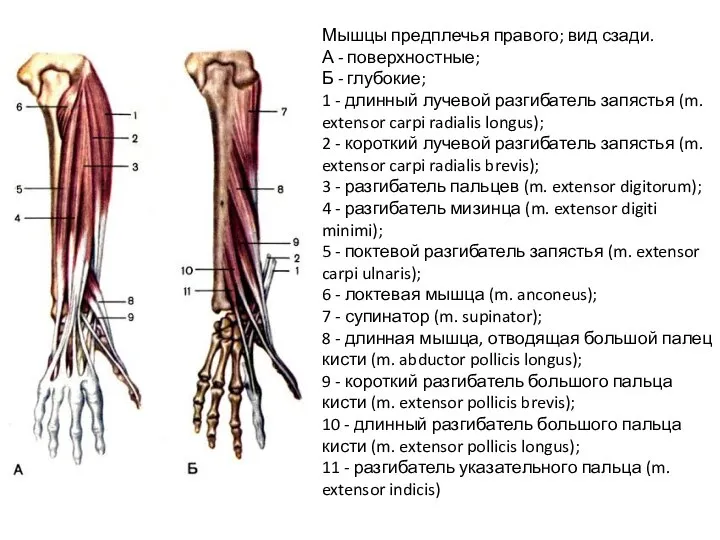 Мышцы предплечья правого; вид сзади. А - поверхностные; Б - глубокие; 1