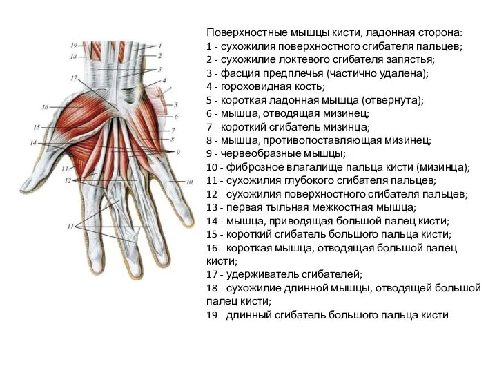 Поверхностные мышцы кисти, ладонная сторона: 1 - сухожилия поверхностного сгибателя пальцев; 2