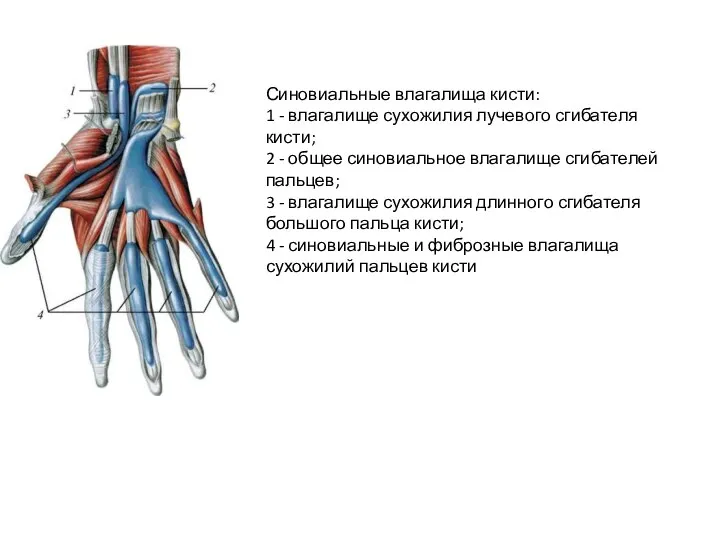 Синовиальные влагалища кисти: 1 - влагалище сухожилия лучевого сгибателя кисти; 2 -