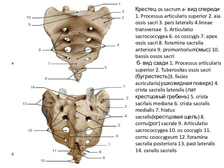 Крестец os sacrum a- вид спереди 1. Processus articularis superior 2. aia