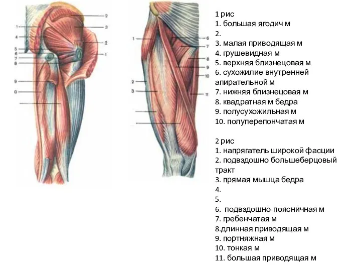 1 рис 1. большая ягодич м 2. 3. малая приводящая м 4.