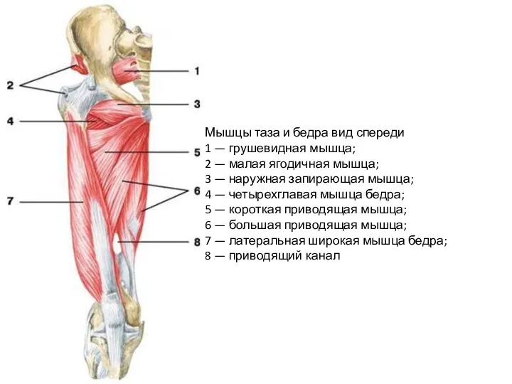 Мышцы таза и бедра вид спереди 1 — грушевидная мышца; 2 —