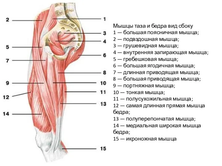 Мышцы таза и бедра вид сбоку 1 — большая поясничная мышца; 2