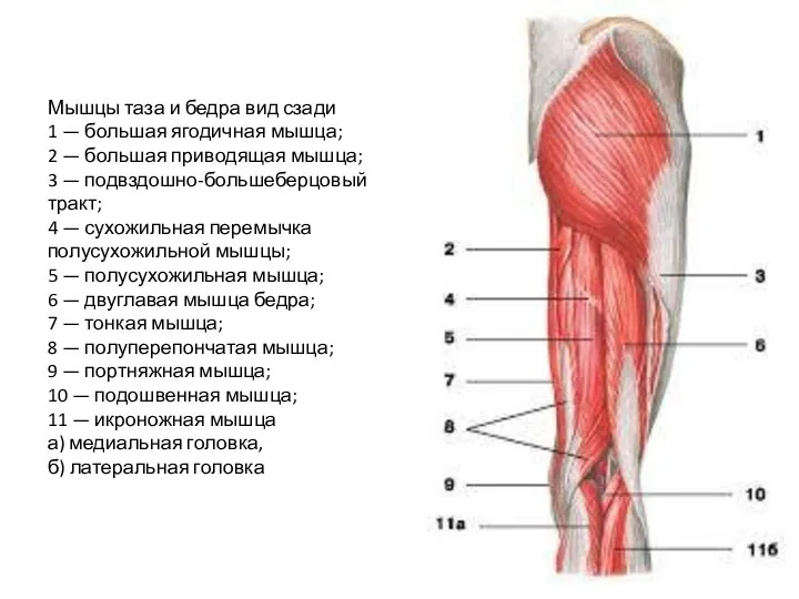 Мышцы таза и бедра вид сзади 1 — большая ягодичная мышца; 2