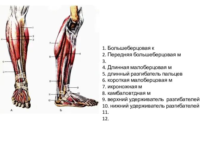 1. Большеберцовая к 2. Передняя большеберцовая м 3. 4. Длинная малоберцовая м