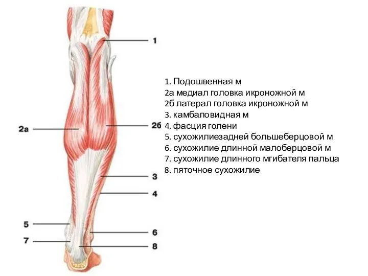 1. Подошвенная м 2а медиал головка икроножной м 2б латерал головка икроножной